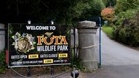 Cheetah transferred from Fota Wildlife Park to Edinburgh Zoo dies after short illness
