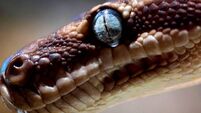 Rough Scale Python, one of the world's rarest snak