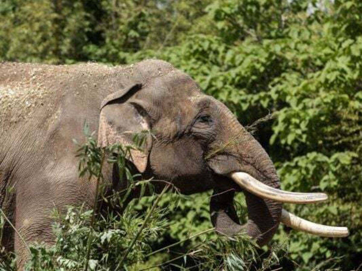Dublin Zoo spends up to €150,000 in bid to save Asian ...