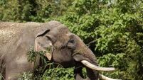 Dublin Zoo spends up to €150,000 in bid to save Asian elephants from EEHV outbreak
