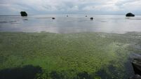 Blue-green algae on Ireland's largest lake to be observed from space