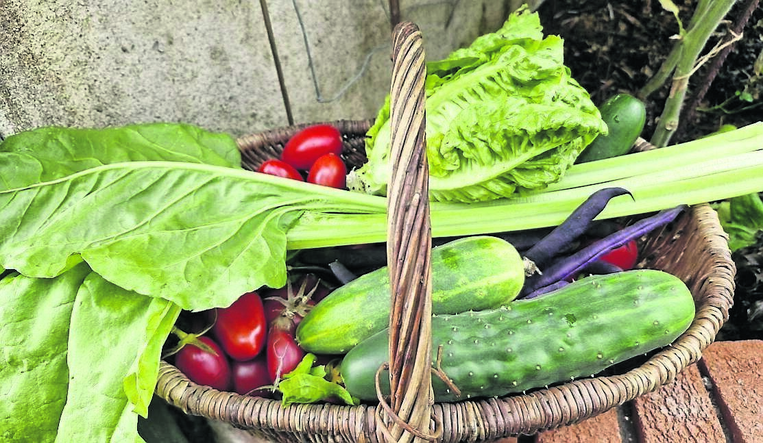 One of the last harvests from the glasshouse with a bountiful basket full of tomatoes, cucumber, spinach and runner beans. One of the last harvests from the glasshouse with a bountiful basket full of tomatoes, cucumber, spinach and runner beans.