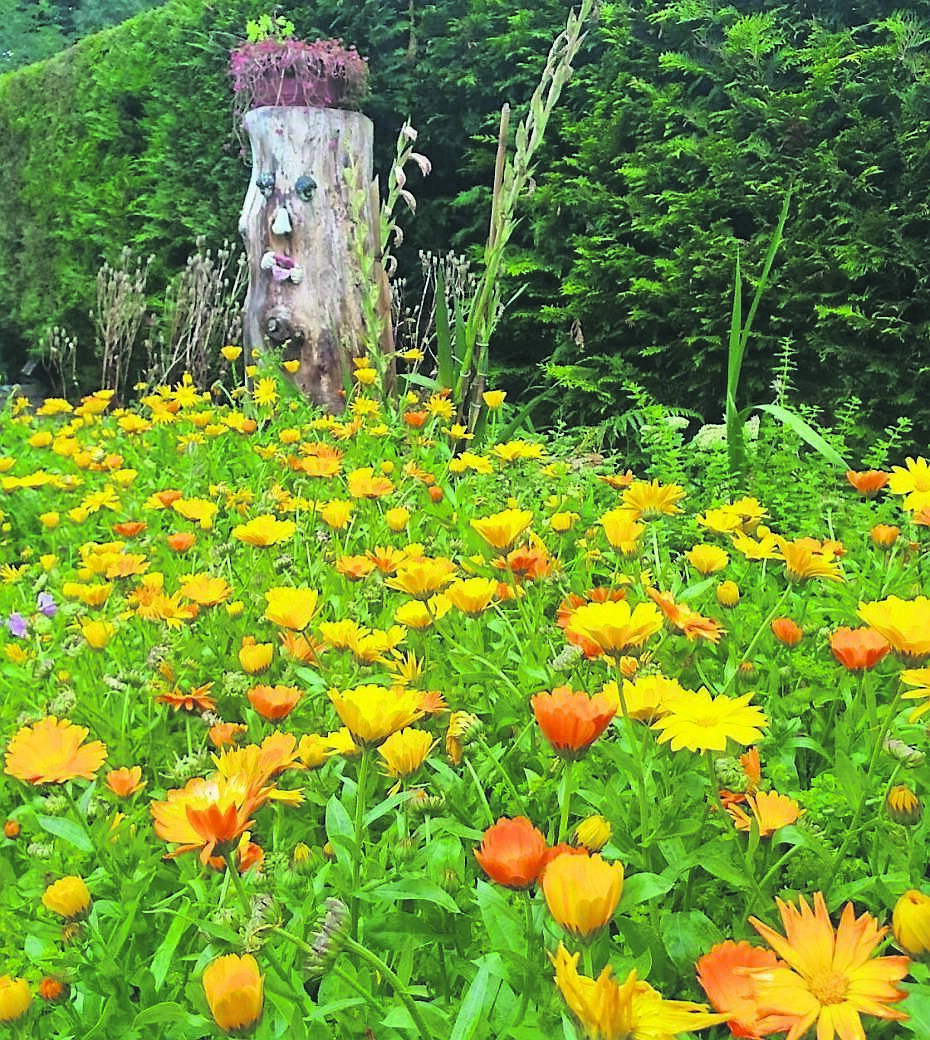 Choose a dry day to collect seed of useful companion plants like these Calendula, pictured in a garden in Westmeath. Picture: Aaron Brennan Choose a dry day to collect seed of useful companion plants like these Calendula, pictured in a garden in Westmeath. Picture: Aaron Brennan