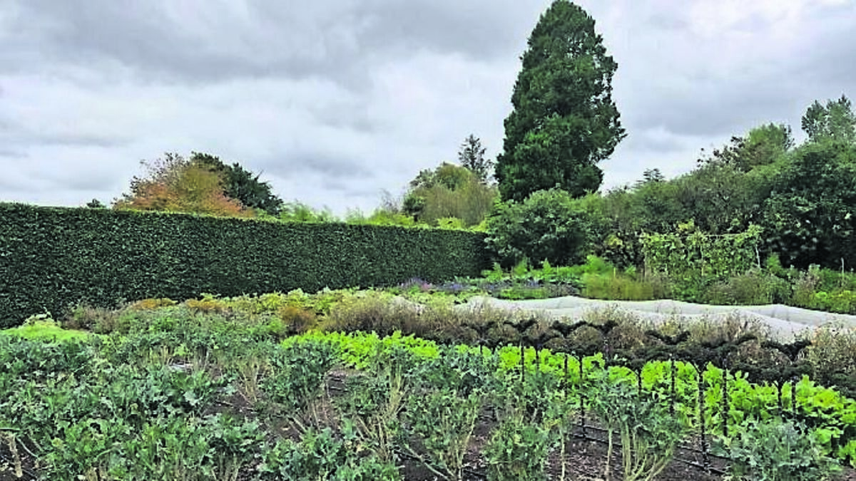 In the Garden: It’s time to harvest your bounty of veg