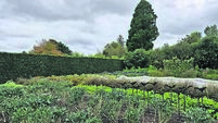 In the Garden: It’s time to harvest your bounty of veg
