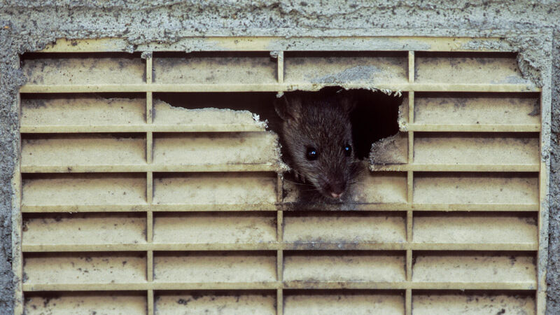 'Concerning rise' in rat related call-outs in Cork, says pest control provider 