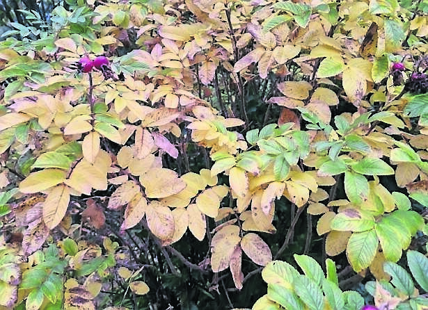 The deciduous foliage of rosa rugosa illuminating the garden as it puts on its autumn coat before shedding its leaves, the hips are a great source of vitamin C