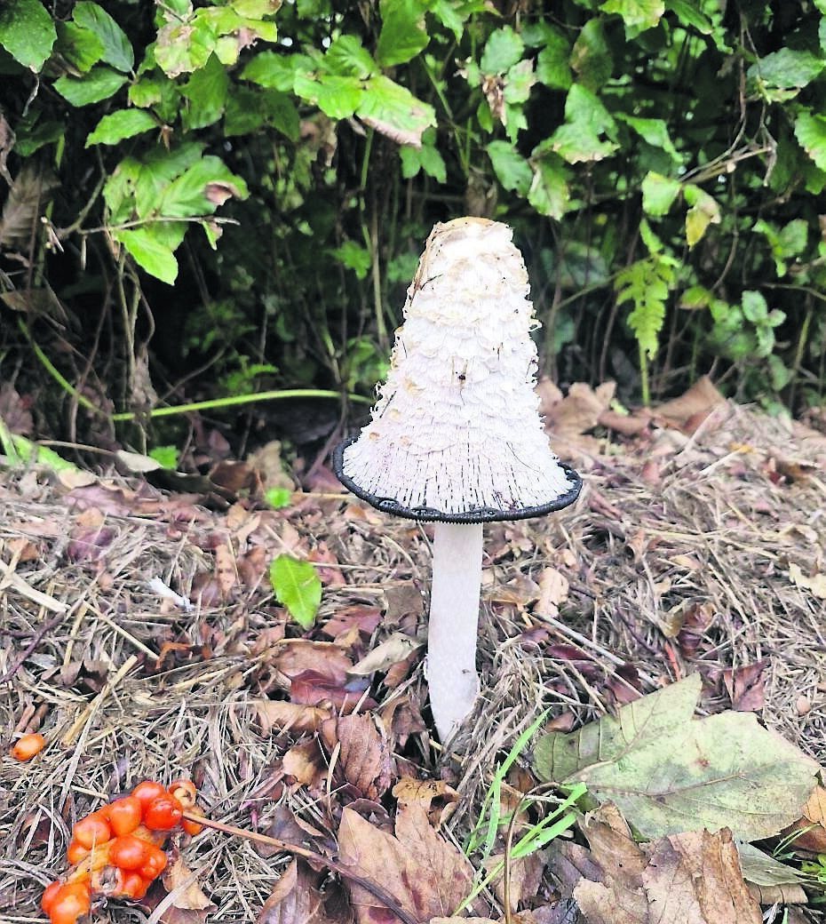 Shaggy ink cap and the orange berries of arum italicum, creating an autumnal display at the base of a beech hedge