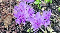 In the Garden: Time to plant bulbs now...
