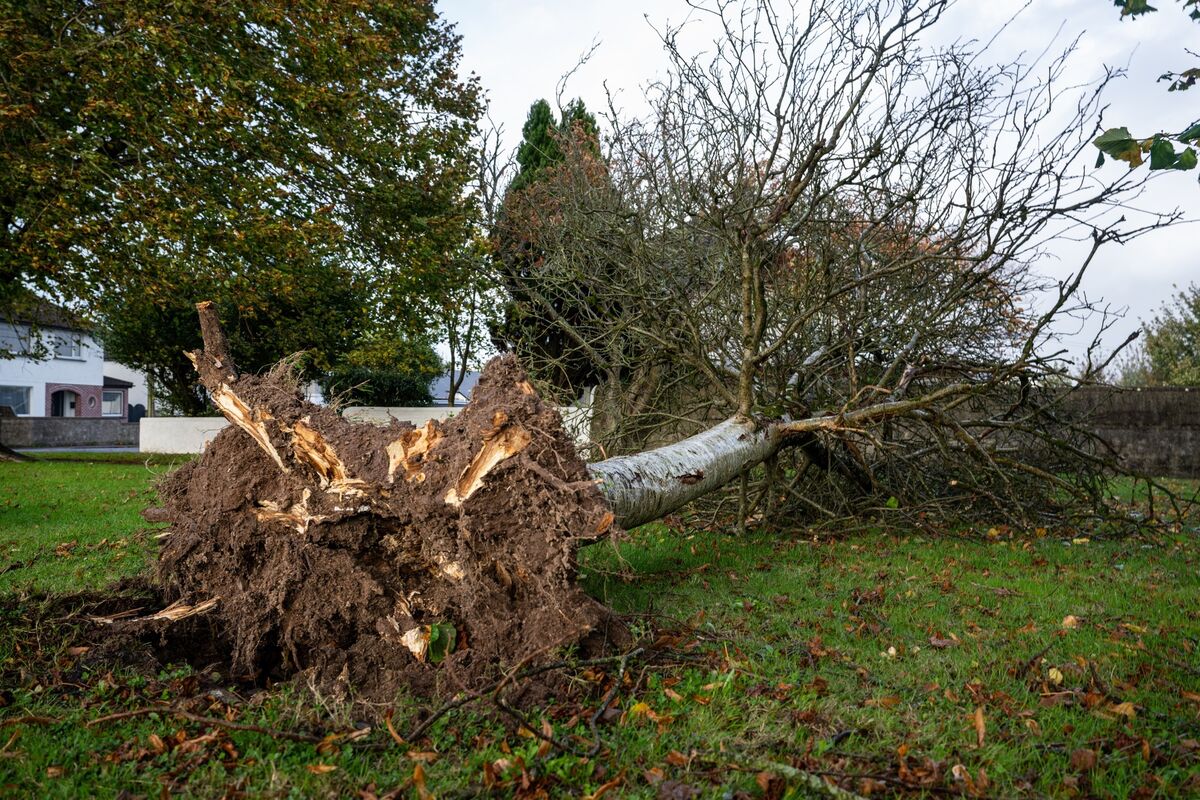A tree blown down by Storm Ashley in Bishopstown, Cork. Picture: Chani Anderson