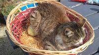 Farewell to our beloved puss - a farmyard cat like no other