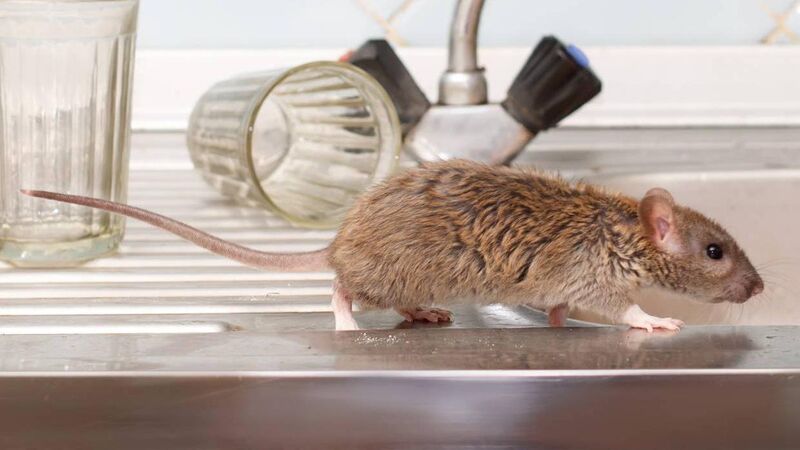 Rats can be a plague on all our houses, but do you want to know what stops them?