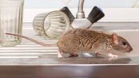 Closeup young rat prowls on the sink at kitchen on background of two faceted glasses. Fight with rodents in the apartment. Exter