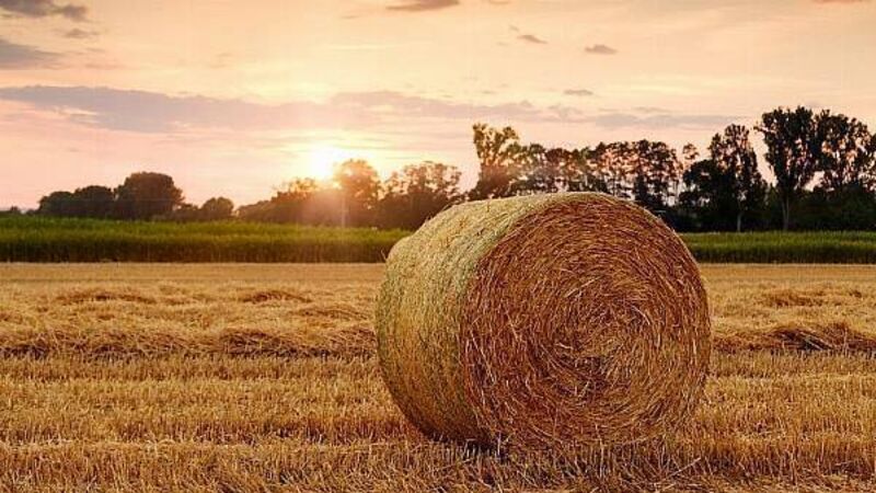 Agricultural land sold for median price of over €9k per acre last year - CSO