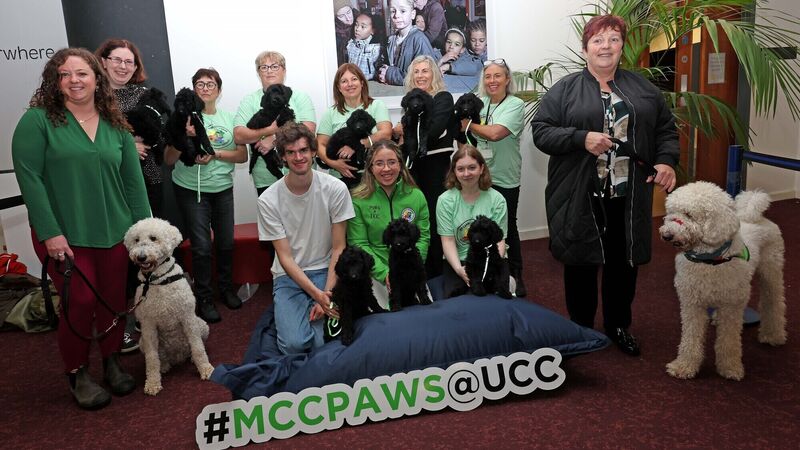 'PAWSome' idea to have support dogs at University College Cork