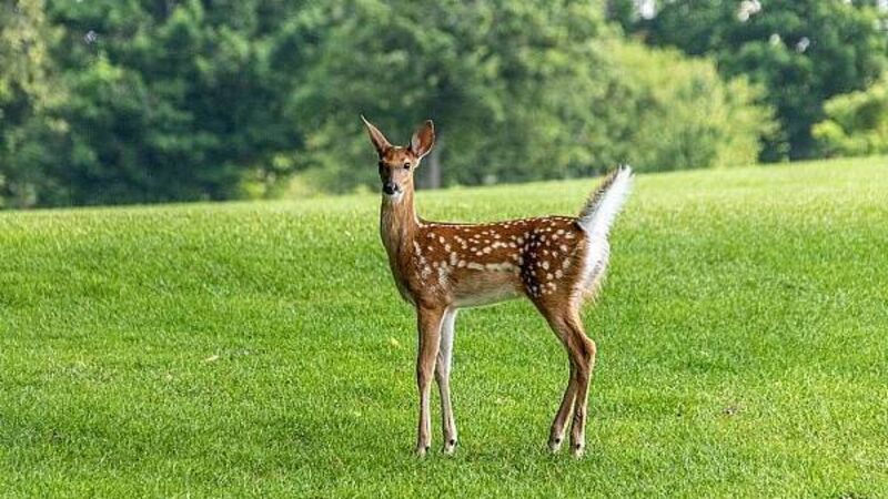 West Cork councillors call for deer cull as motorists report 'near misses' West Cork councillors call for deer cull as motorists report 'near misses'