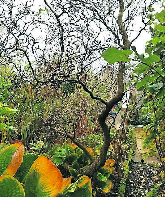 Contorted hazel with hosta in the front and teasel in the back Contorted hazel with hosta in the front and teasel in the back