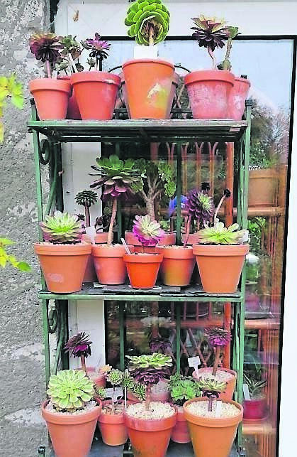 A small part of the aeonium collection stored neatly on a shelf that will be put inside just as it is for the winter A small part of the aeonium collection stored neatly on a shelf that will be put inside just as it is for the winter