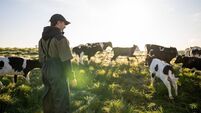 Young NZ Dairy Farmer with Calves