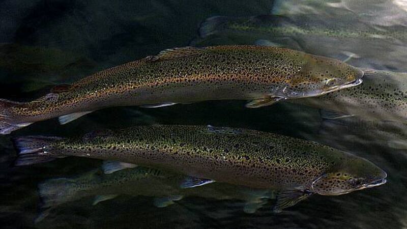 Applications for licences for €8.9m Cork salmon farm must be reconsidered, court rules Applications for licences for €8.9m Cork salmon farm must be reconsidered, court rules