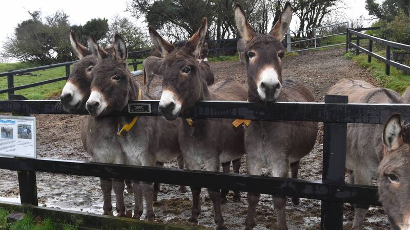 More than €800k allocated to 13 animal welfare charities in Cork