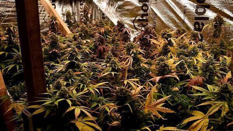 Man arrested after gardaí discover cannabis farm inside south Dublin home
