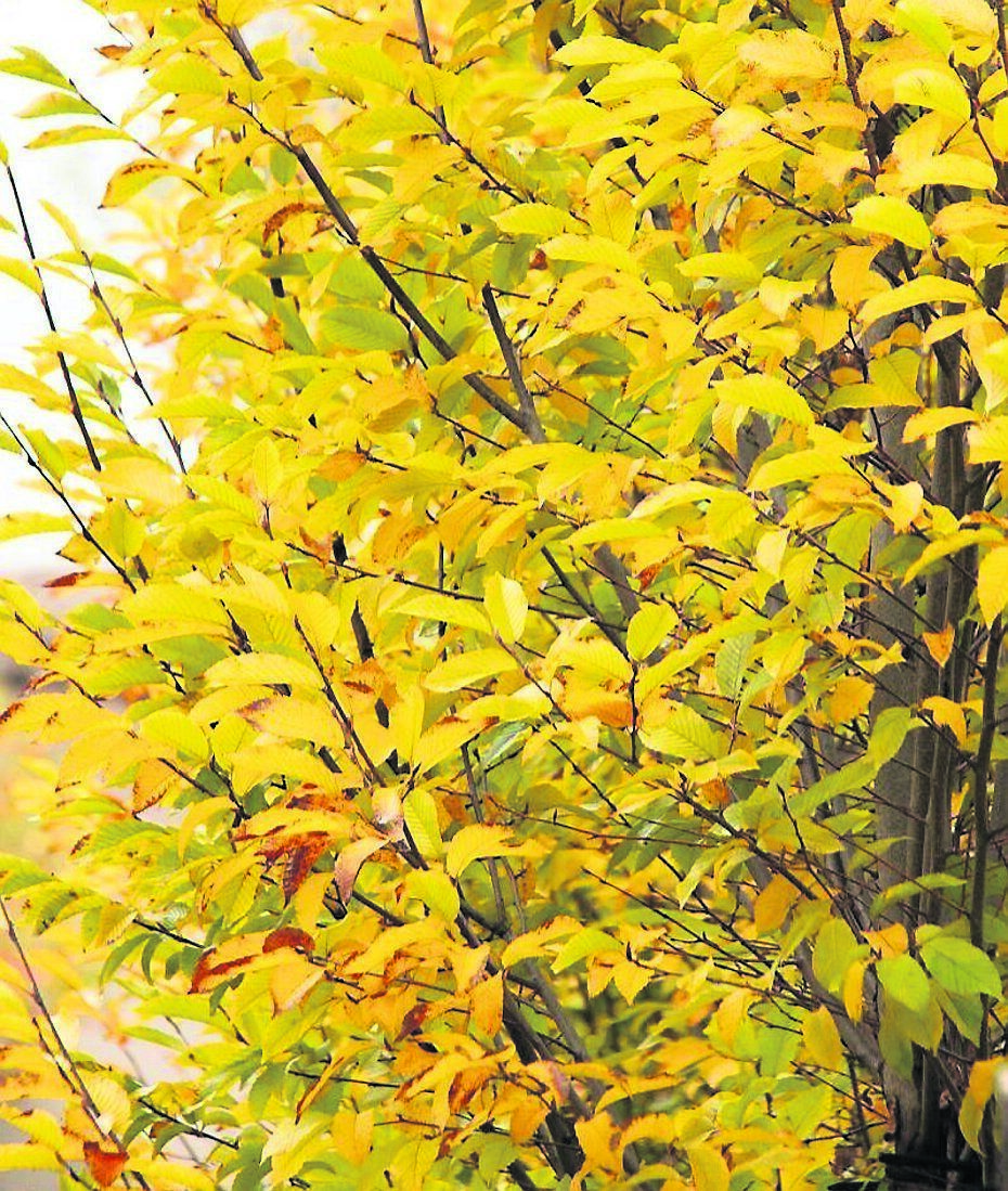 Carpinus betulus looks quite like beech leaves but the veins are more defined, they are a similar size and colour. Picture:Christine Linehan Carpinus betulus looks quite like beech leaves but the veins are more defined, they are a similar size and colour. Picture:Christine Linehan