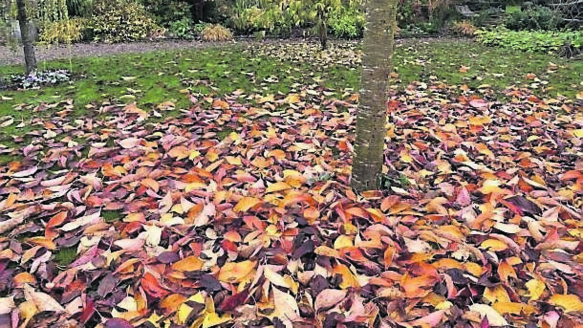 In the garden: Five reasons not to be too tidy 