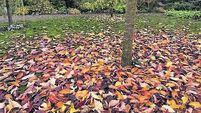 In the garden: Five reasons not to be too tidy 
