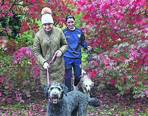 Mary Scally and her daughter, Eimear, with their dogs Maggie and Nala, from Kilcrea in Ovens, walking through the Japanese Maple trees.	Picture: Eddie O’Hare
                     Mary Scally and her daughter, Eimear, with their dogs Maggie and Nala, from Kilcrea in Ovens, walking through the Japanese Maple trees.	Picture: Eddie O’Hare