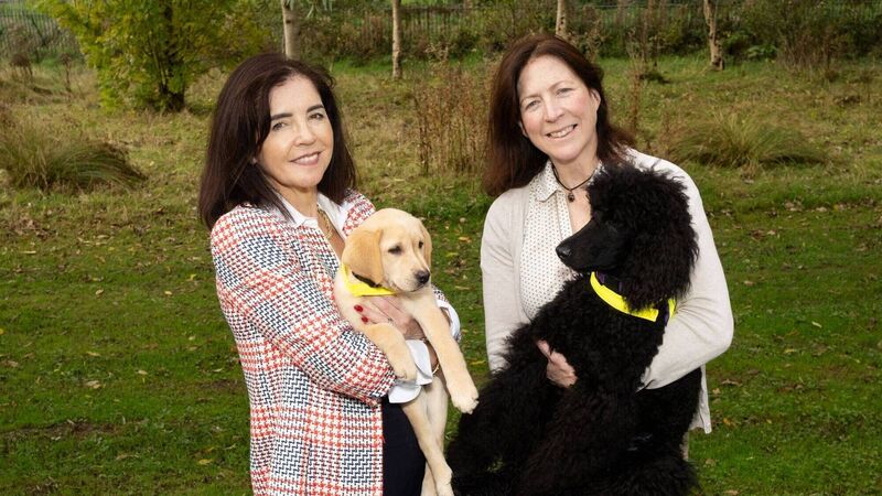 All About Cork: Dogs for Disabled charity to raise €500k for new home
