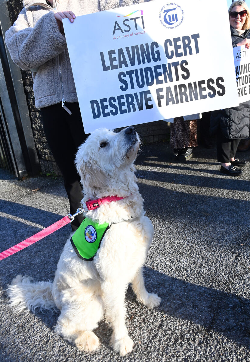 My Canine Companion dog Kora at the lunchtime protest outside Coláiste Eamann Rís. Picture: Larry Cummins