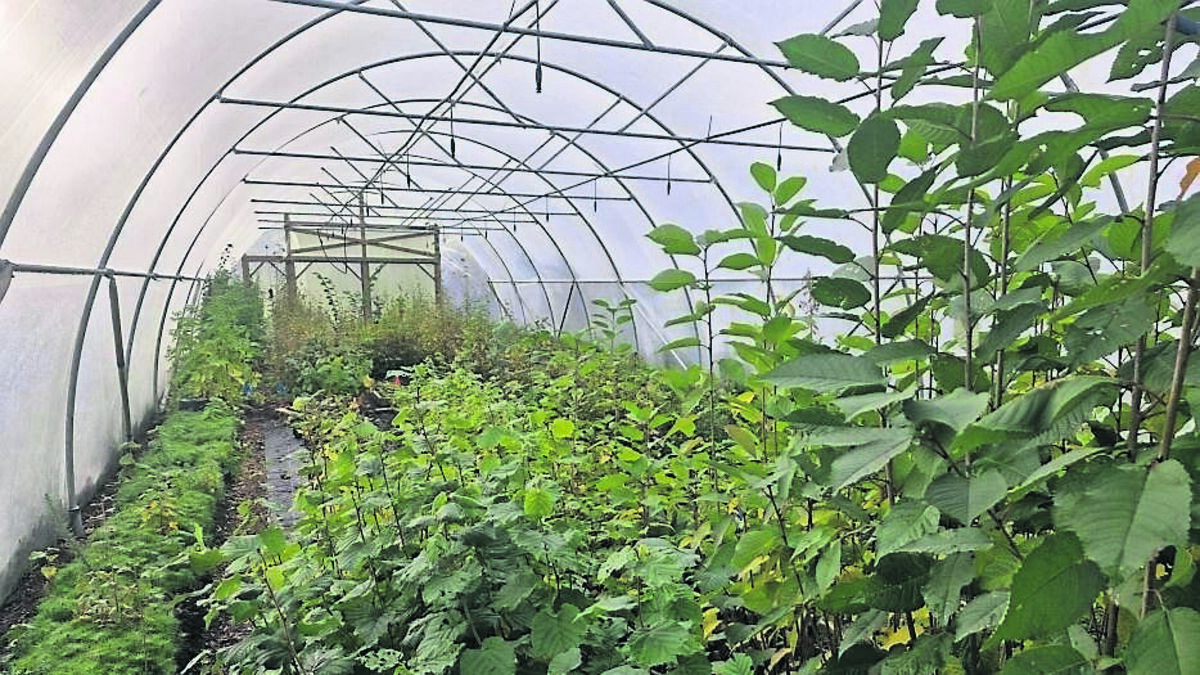 In the garden: A workshop on creating woodlands