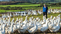 From Farm to Fork – favourite dishes from Cork’s best food producers