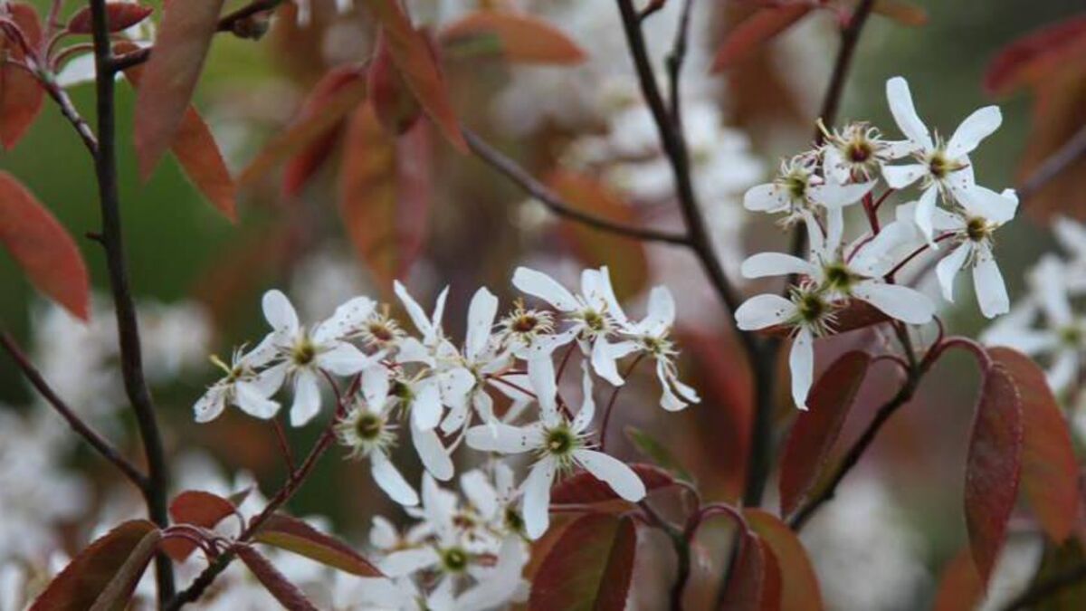 In the garden: Gift ideas for the gardener in your life