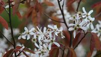 In the garden: Gift ideas for the gardener in your life
