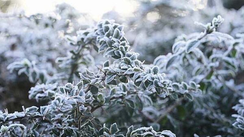Status yellow low temperature warning issued for 19 counties Status yellow low temperature warning issued for 19 counties