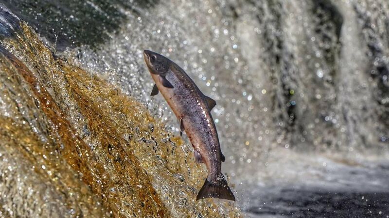 Knowledge is key: Concerns about future of Irish salmon
