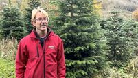 Watch: Climax of year’s work for Cork Christmas tree farm