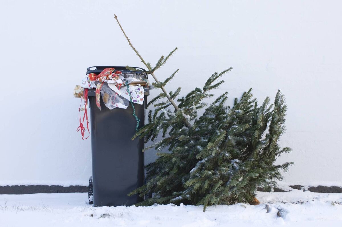 An artificial tree that gets hauled out year after year can be a sustainable, savvy choice, while chopping down real trees is harder to justify. An artificial tree that gets hauled out year after year can be a sustainable, savvy choice, while chopping down real trees is harder to justify.