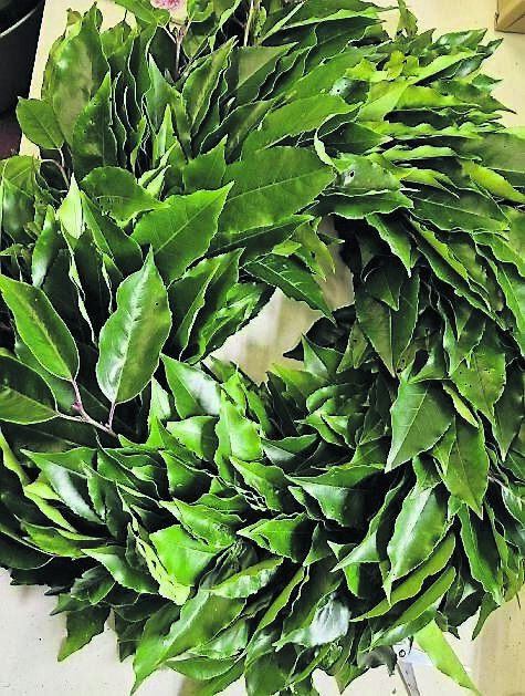 The rich dark green foliage of the Portugese laurel makes a lovely base for decorations. 