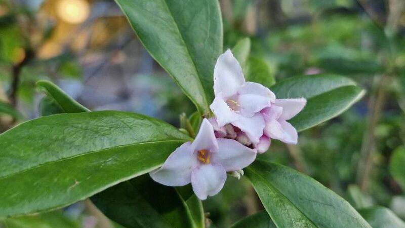 In the garden: How to make the best use of evergreens