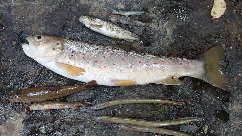 Uisce Éireann convicted over chemical spill that killed 'tens of thousands' of fish in Cork river