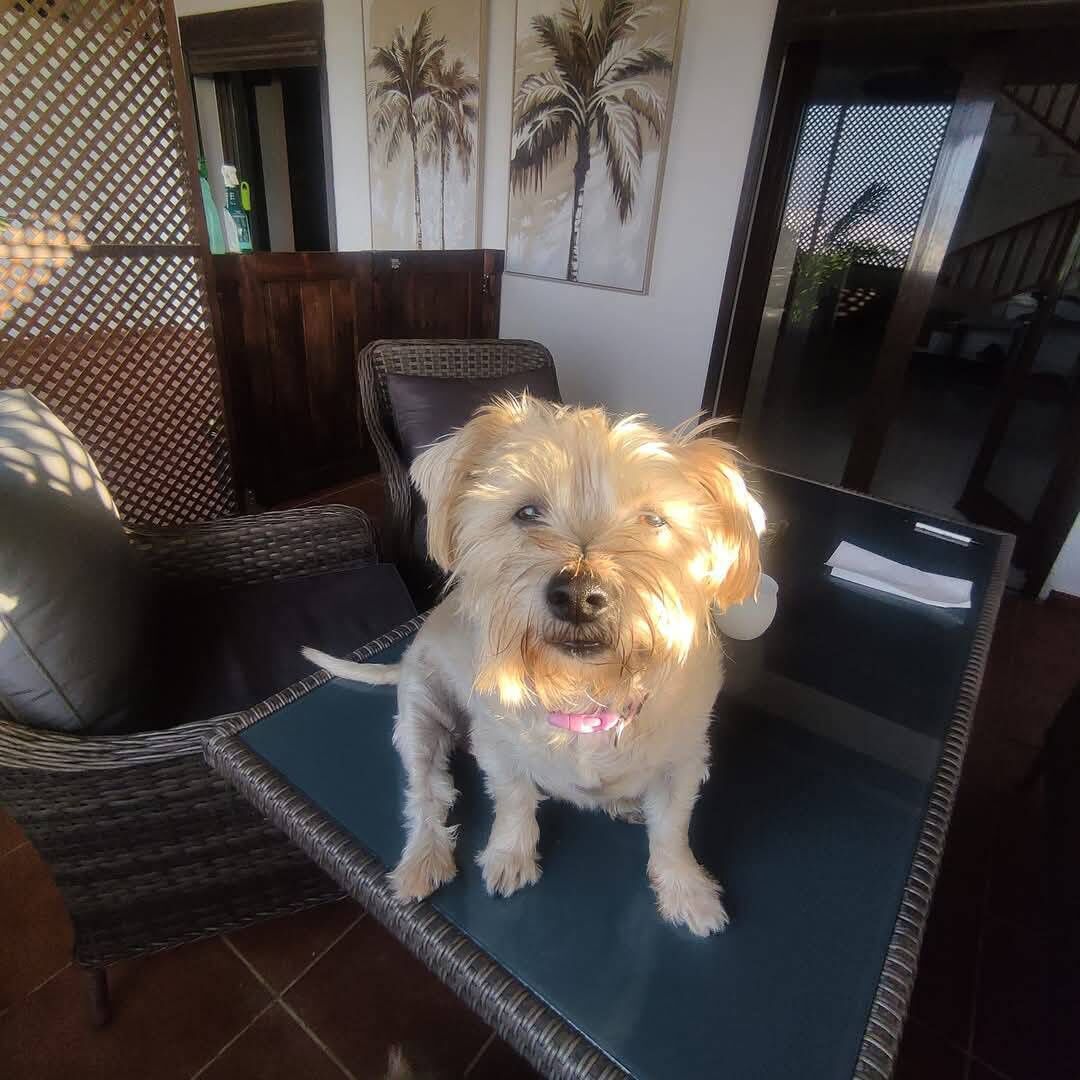 Janet and Chris were delighted when their dogs joined them. Pictured is their pet, Lola. Janet and Chris were delighted when their dogs joined them. Pictured is their pet, Lola.