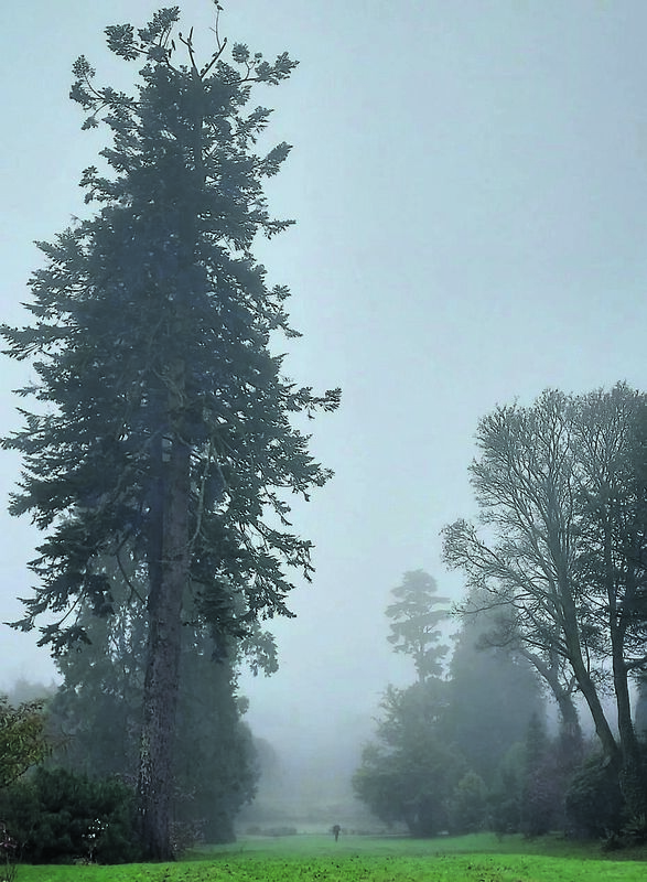 A silver fir (Abies alba, left) that was brought to Kilmacurragh Gardens in 1790. 