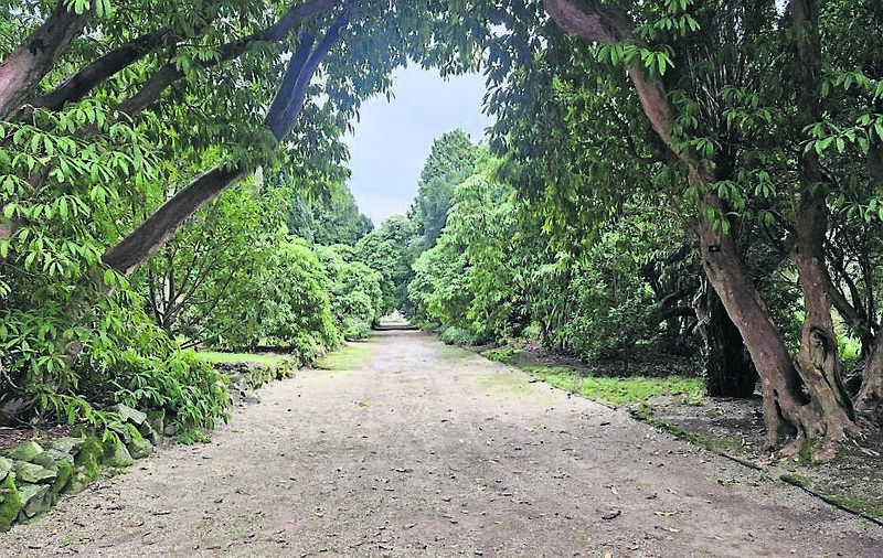The Broad Walk at Kilmacurragh in