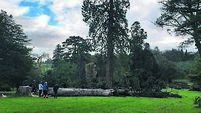 In the garden: A mighty fir that was laid low by storm