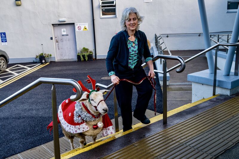 Care worker Lilian Gash arrives at the Kinsale Community hospital with her pet sheep, Shauna, who visits the residents there every year to deliver some Christmas cheer. Picture: Chani Anderson