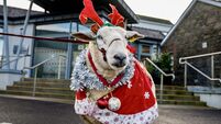 Shauna the sheep brings joy to Cork's elderly with Christmas visit 