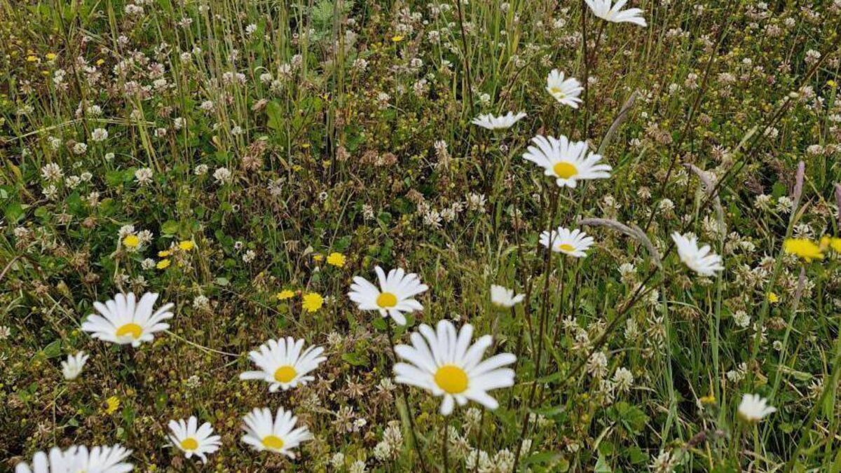 In the garden: 10 steps to a better garden in 2025
